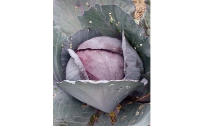 Ensalada de Col Lombarda