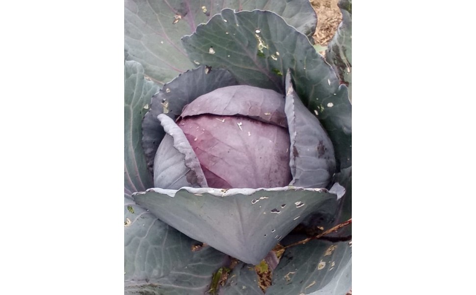 Ensalada de Col Lombarda